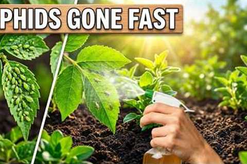 Stop Aphids Fast — This Homemade Fermented Spray Beats Pesticides