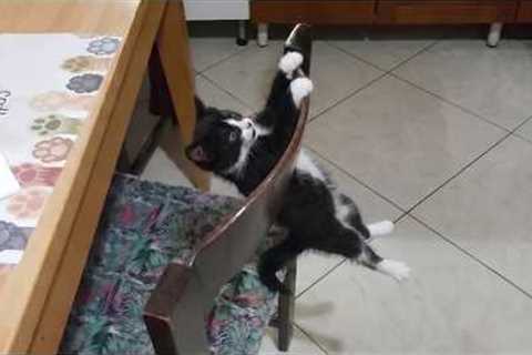 You Will Die Laughing At These FUNNY CATS 🤣 Funny Cat Videos