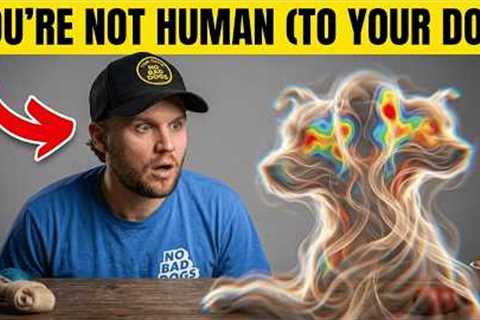 Your Dog Doesn't Think You're Human... What Science Finally Reveals