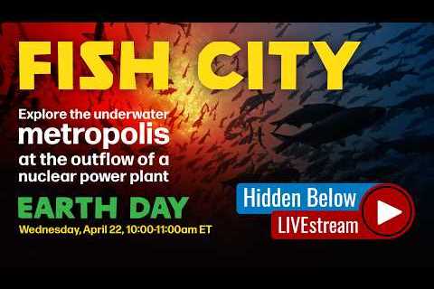 Fish City | Hidden Below: Live