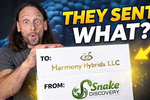 Snake Discovery sent us snakes!! What did we get?!!