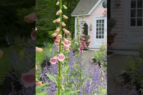 Beautiful Cottage Garden Tour!! See long video!! 💗🌸💗