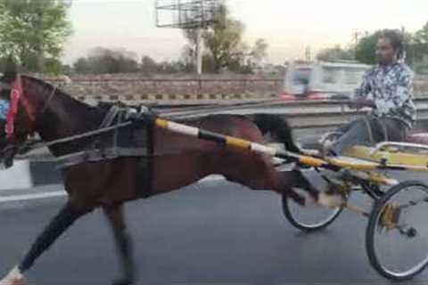 Churu horse race 🐴 23/04/2026 21km. Ki race jaipur me up down  mithun ustaad sujangarh winner 🏆