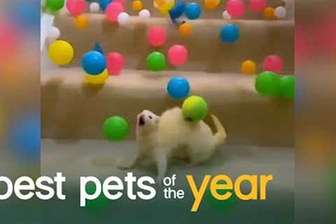 Top 20 Exotic Pets | Best Pets Of The Year 2020