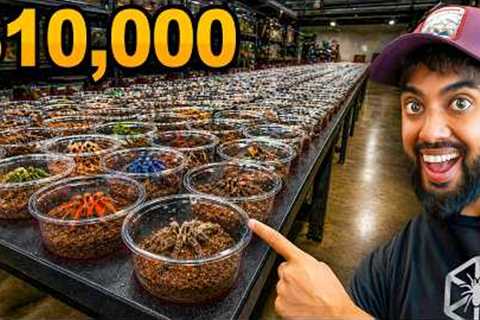 We Got First Pick of $10,000 in Tarantulas!