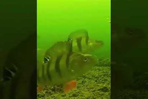 Striped Bass Attack❤️🎣xilihala underwater fishing camera recording fish's bite🐟📷