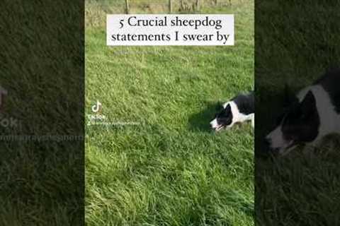 5 #sheepdog #dogtraining #dogwhistle #dog Top tips on sheepdog training