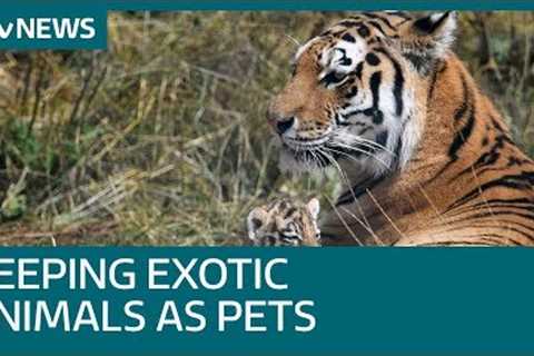 How do you get a licence to keep exotic pets? | ITV News
