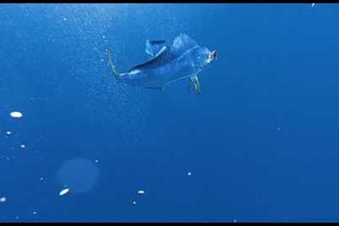 INSANE UNDER WATER MAHI MAHI BITE CAUGHT ON CAMERA!!!!