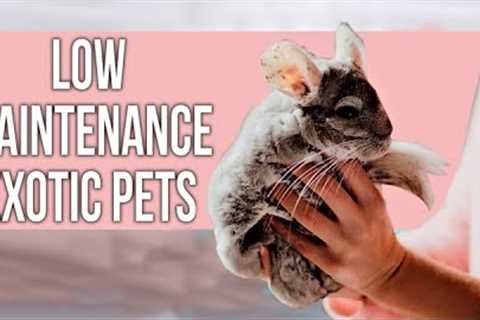 41 Low Maintenance EXOTIC Pets That Everyone Can Own!