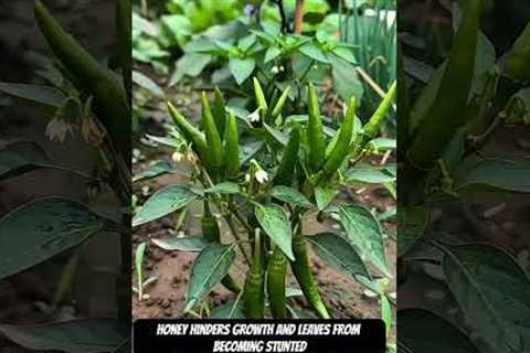 4 Simple Ingredients = Unlimited Plant Growth? 😳
