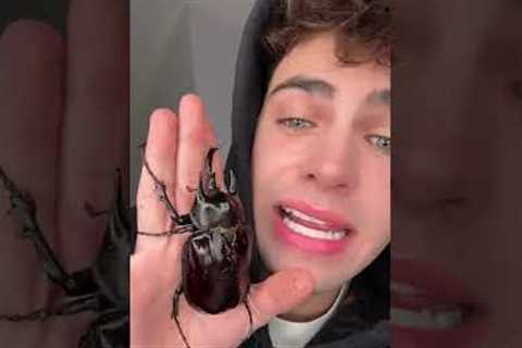 PET TOUR! 🐸 (please be aware these are all exotic pets are require specialist care)! I will have i