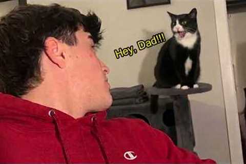 Cat Actually Can’t Stop Talking To His Owner! 🤣 Funny Cat Videos