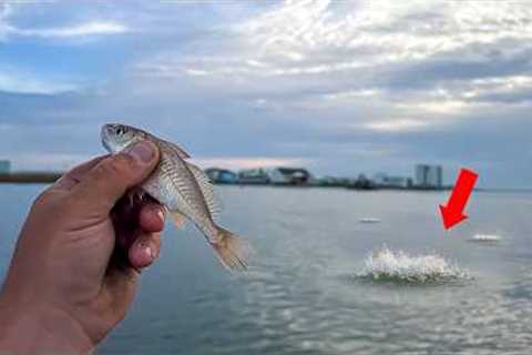 I Tossed LIVE CROAKERS Here and Can't BELIEVE What Happened Next!!