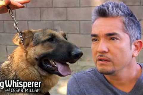 Wild Dog Refuses to be Leashed! | Dog Whisperer With Cesar Millan