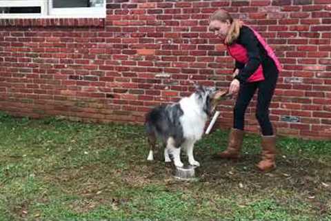 Teach your dog Orbit advanced tricks for dogs