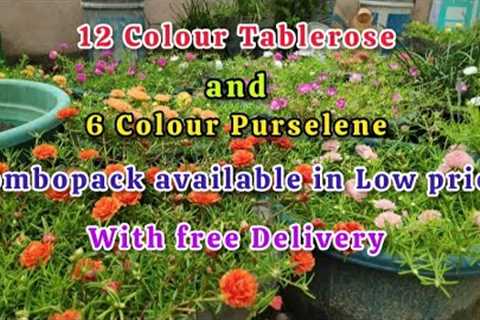 Tablerose cuttings available with Free Delivery 