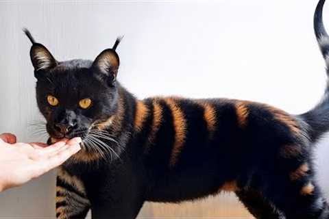 The 10 Most Exotic Cats That You Can Have