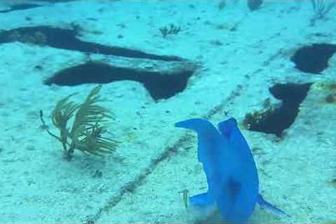 The Ocean’s Hidden Paradise | Our Key Largo Dive 🤿🐠