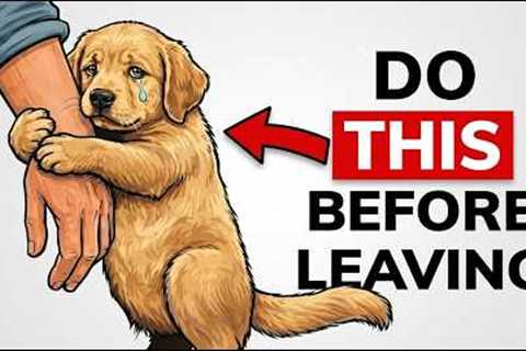 Before You Leave Your Dog Alone, Do THIS for 30 Seconds (Instant Calm)