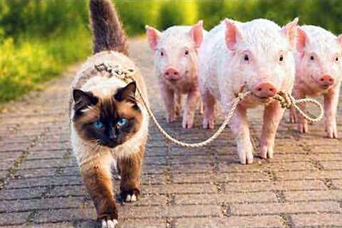 When Animals Become Best Friends 😍 Cute Animal Friendship!