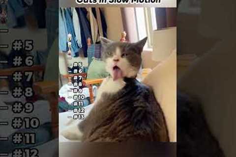 Part 86 | Funny Cats  in Slow Motion ! Funny cat videos #funnycats #funnyanimals #funnypets