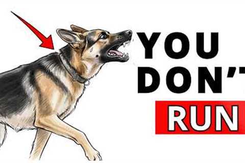 How to STOP A Dog Attack BEFORE It Happens!