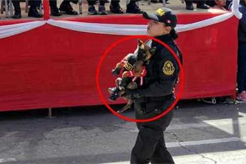 Police Dog’s First Day… He Needed a Lift 😂🐕🔥