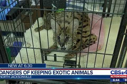 Dangers of keeping exotic animals as pets | Action News Jax
