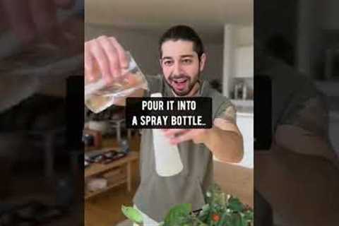How to Get Rid of Fungus Gnats | DIY Remedy | creative explained