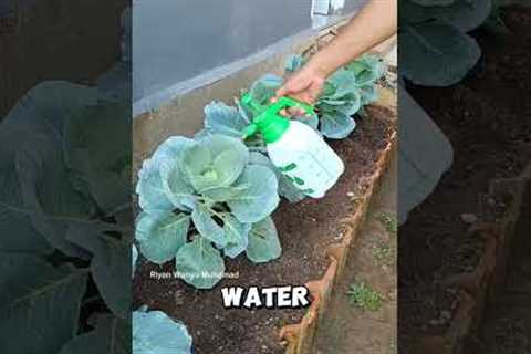 This Natural Spray Kills Pests Fast 🤯