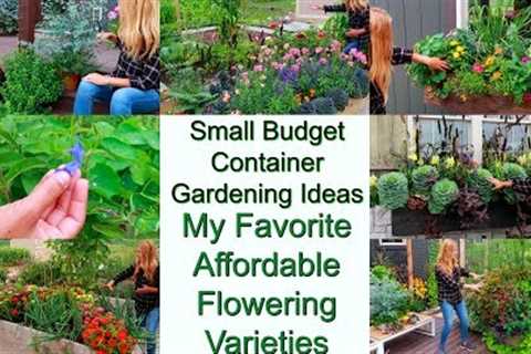 Small Budget Container Gardening Ideas | Affordable Flower Varieties Perform Amazing | My Favorites