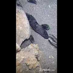 🔱 Spearfishing Live! Giant Fish Catching Underwater 🌊 2026-04-30