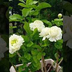 🥰#flowers #beautiful #nature #shortsfeed
