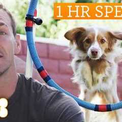 Lucky Dog Marathon | Ultimate Training Tricks For Rescues