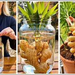 13 DIY Garden Tricks You’ve Never Seen Hidden Home Gardening Secrets