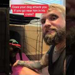 Aggressive dog training tip! #dog #dogsoftiktok #dogs... #Shorts #balancedcanineacademy