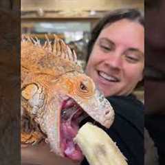 Feeding my huge iguana 🦎