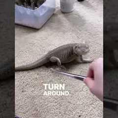 Bearded Dragon Chases Her Food!