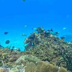 Cozumel Diving Trip 2025 – Discover Mexico’s #1 Dive Destination!