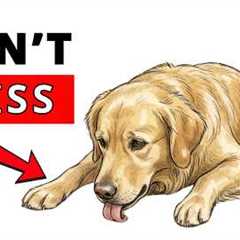 6 Silent Signs Your Dog Is Sick (Most Owners Miss #1)