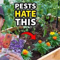 These Powerful Plants STOP Garden Pests Without Harsh Chemicals!