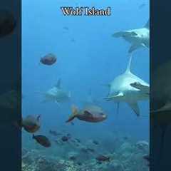 Top 4 Must-Dive Sites in the Galapagos! 🦈🐠 | Epic Scuba Adventures