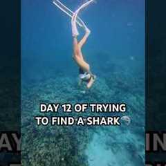 I’m diving in Hawaii EVERY DAY until I find a shark 👀🦈