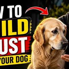 How to Build Trust With Your Dog | Easy Dog Training Tips for Beginners
