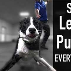 How To Teach Your Dog Not To Pull On The Leash, EVER!