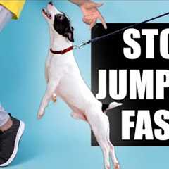 Teach Your Dog To STOP Jumping Up On People!
