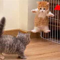 DRAMATIC Cats Freaking Out at Every Little Thing! 🤣 Funny Cat Videos