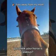 Ultimate Funny Horse Fails Compilation#FunnyHorses #GoofyHorses #HorseFails #AnimalCompilation