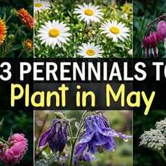 13 Perennials to Plant in May | Easy Flowers for a Beautiful Garden